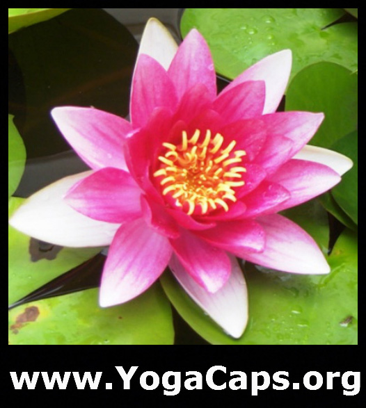 Bright pink water lily with yellow stamens in green foliage.