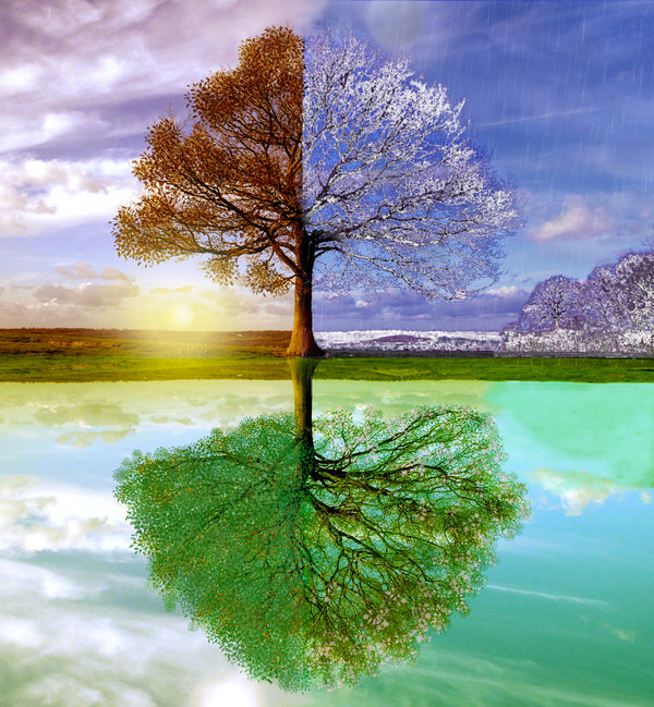 A tree with one half in autumn and the other in spring reflected in water.